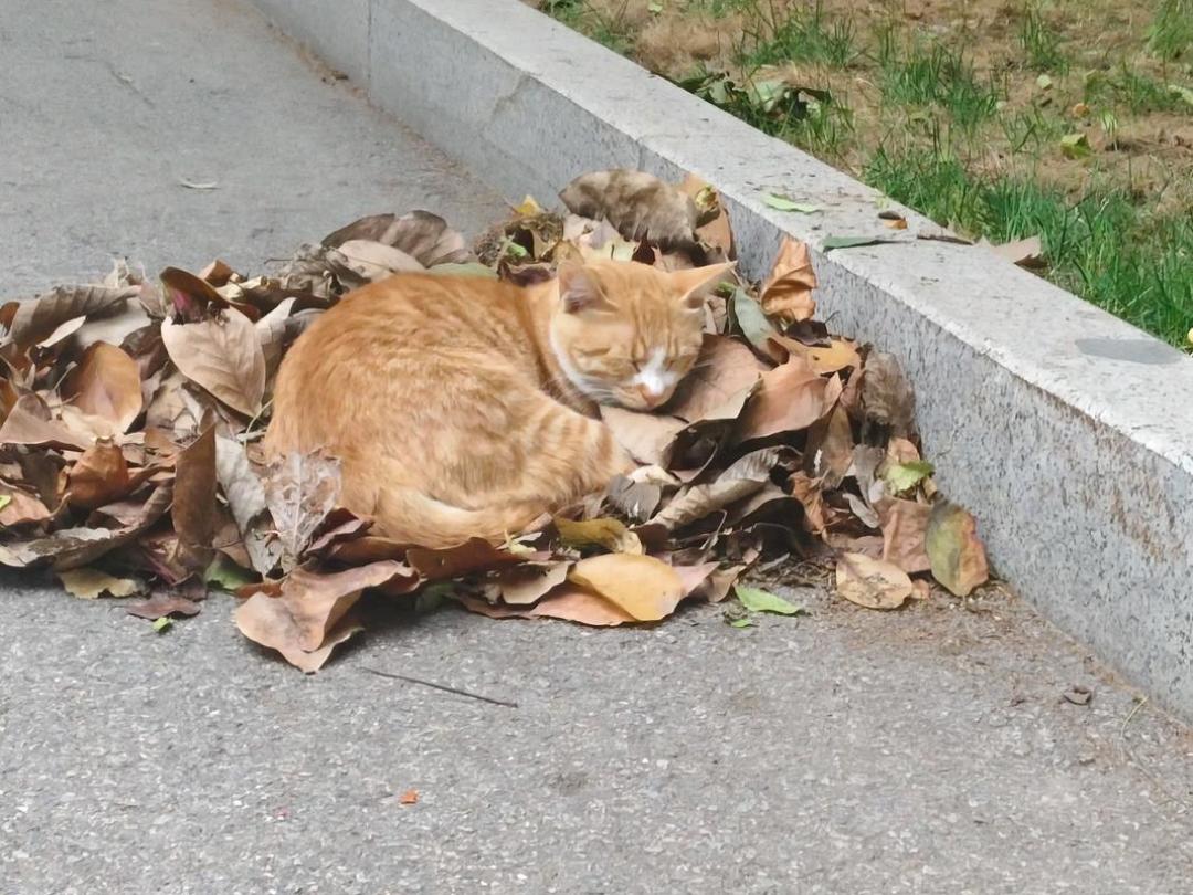 招新季我翻完十几所高校猫协的账本和招新帖:能活过第2年的,都有3条