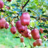 9月中旬全网都在卖「冰糖心苹果」，可真正的阿克苏冰糖心要10月底霜降后才下树——买苹果先对上市日历：嘎啦、红露正当季，花牛、秦脆等月底，真糖心等10月底；「糖心」不是品种是温差冻出来的糖；切开黑心是霉心病，网购的拍照留证可索十倍赔偿