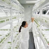 从论克卖到按斤称！中国蓝莓5年产量翻两倍多，"蓝莓自由"真要实现了？