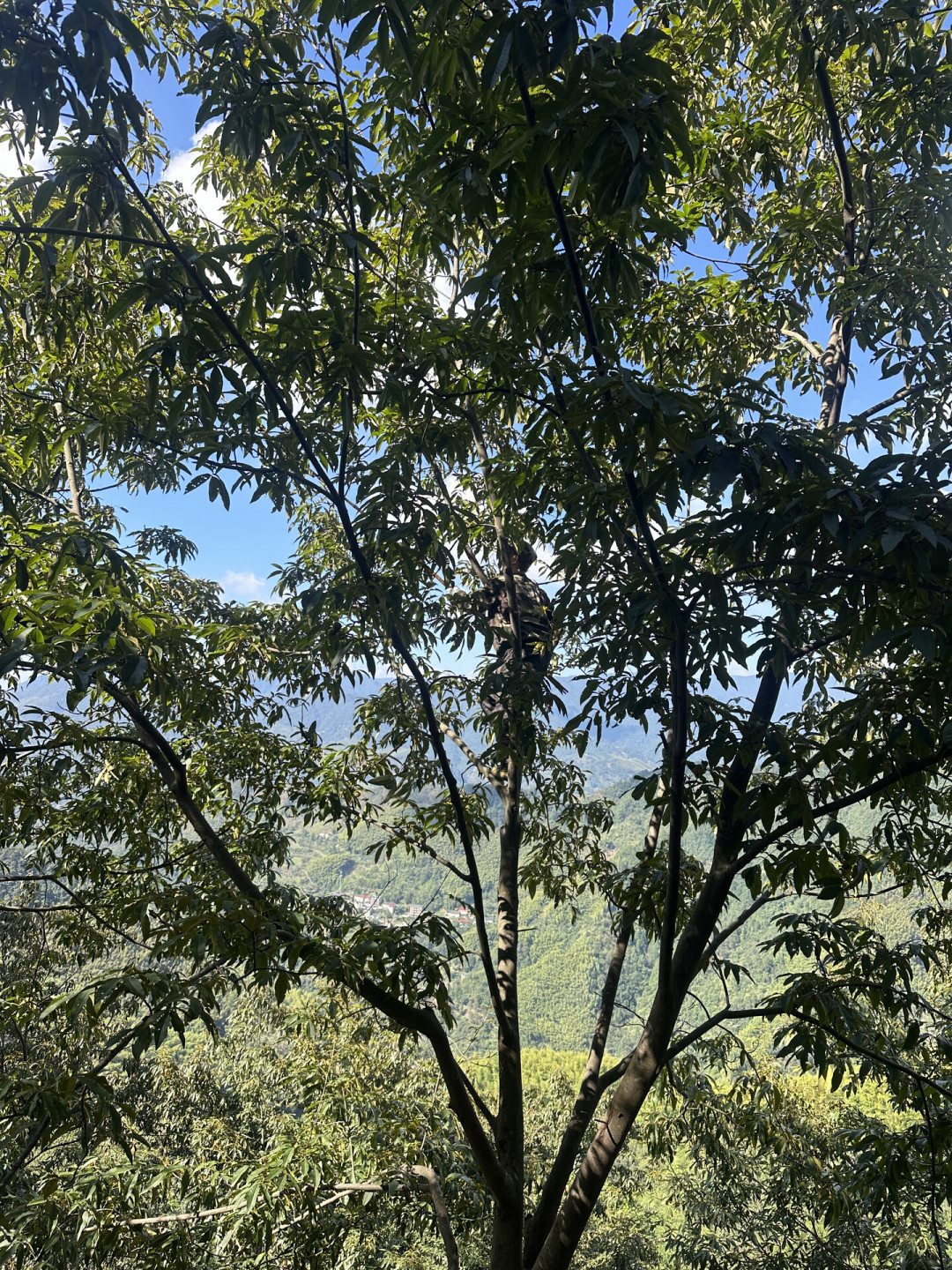 临安57万亩山核桃9月7日开杆,今年「小年」减产、官方口径价格却与去年持平:买新货山核桃前先对三笔账——干籽收购30多、带壳零售75-85、核桃仁135-150元一斤,「减产涨价赶紧囤」是话术;碧根果不是山核桃,商务部8月11日起对进口碧根果收保证金;陈货翻新记死「不酥、黑仁、哈喇味」三查