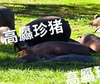 餐桌升级｜高原慢养黑猪肉，吃肉回归本味