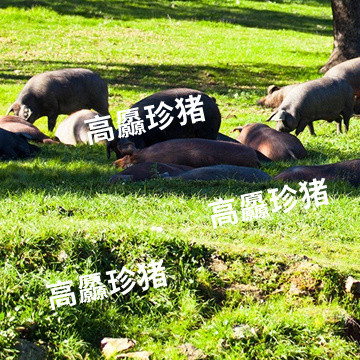 餐桌升级｜高原慢养黑猪肉，吃肉回归本味