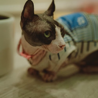 Kocat妇炎洁 + 迪卫西，真的能给无毛猫用吗｜客观实测分享