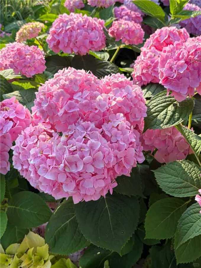 蓝月亮衣物清洁