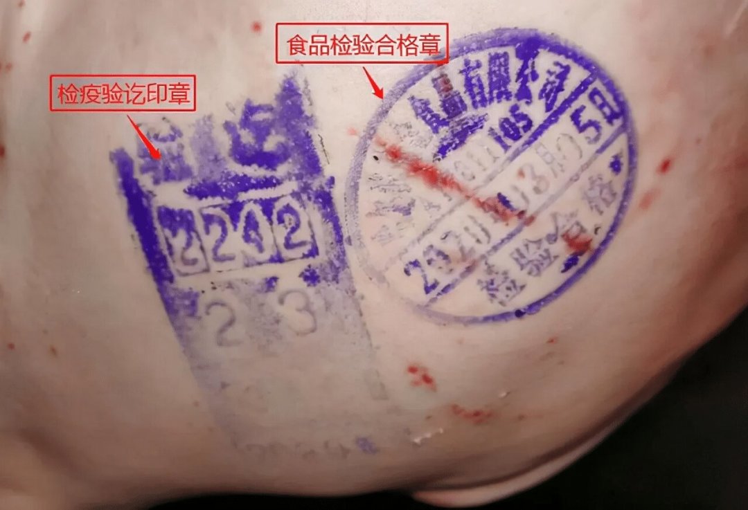 37头死猪、2429头活猪、连夜通报:大余这件事先把数字看清再谈信不信——「应激死」不是病死,但按规定照样进不了你的碗;一星期前刚有检疫员为6万头「幽灵死猪」获刑5年半,买猪肉前把「两证两章」记死