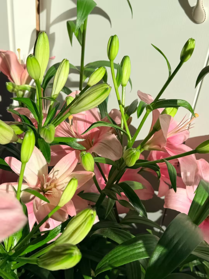 法尤兰衣物清洁
