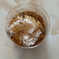 厨房突然一群小飞虫？别急着喷杀虫剂，也别照抄「白醋+白糖」：先分清果蝇还是蚤蝇、端掉孳生源，再决定设陷阱、上粘片还是换诱捕器