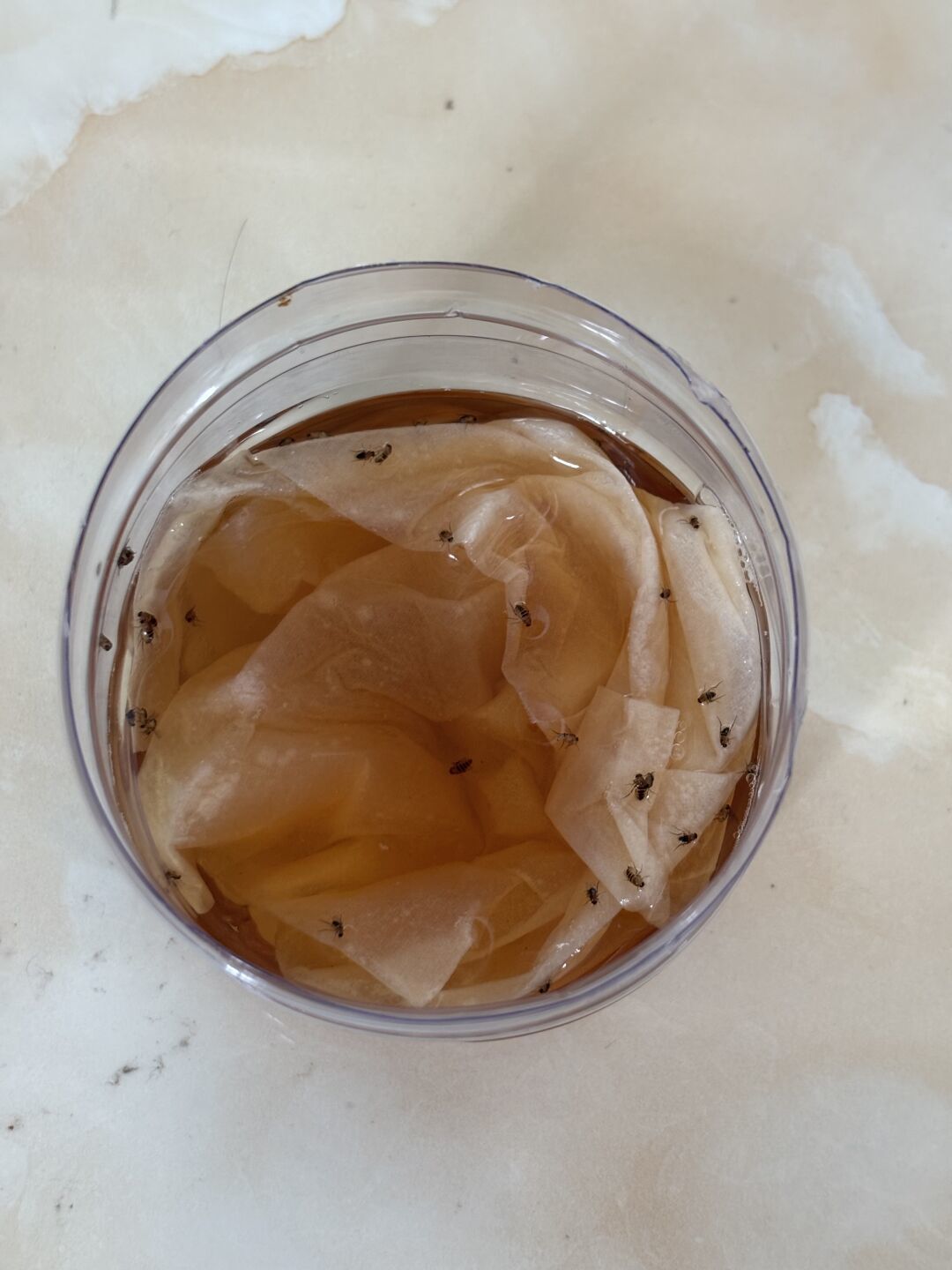 厨房突然一群小飞虫？别急着喷杀虫剂，也别照抄「白醋+白糖」：先分清果蝇还是蚤蝇、端掉孳生源，再决定设陷阱、上粘片还是换诱捕器