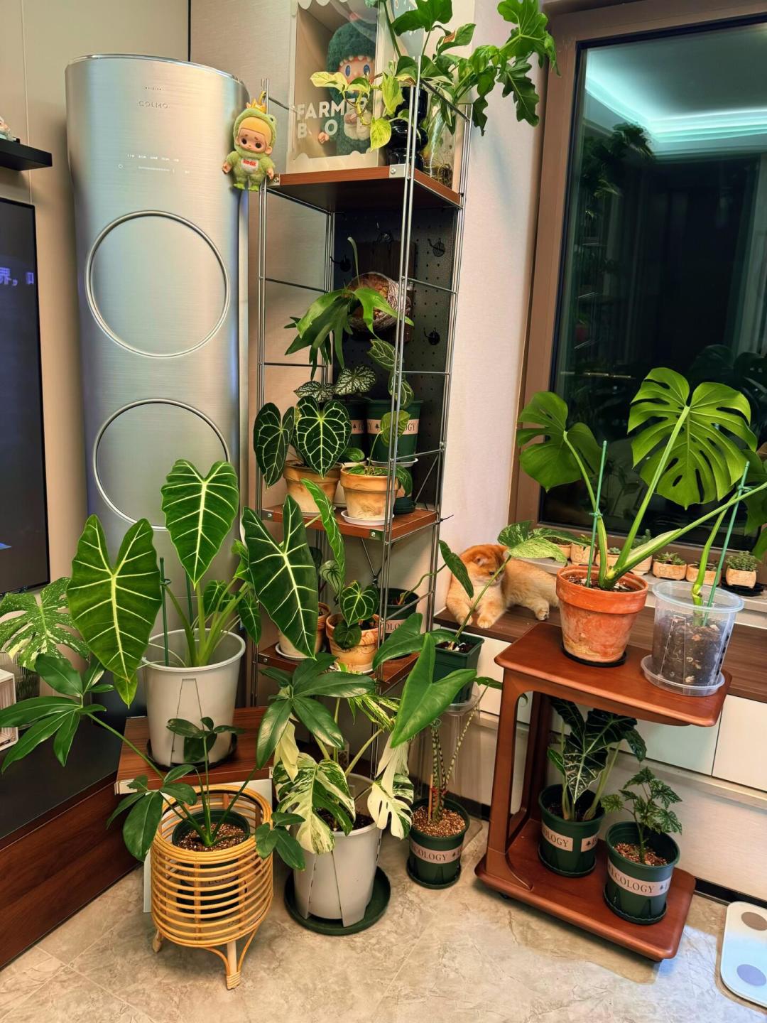 9月起疯传的“三层公式”绿植角帖：翻完街角爆帖的植物名单、244条“还是不好看”的评论和“半年后能活几种”的质疑，哪层能进你家、供暖前要换哪几盆，理清了