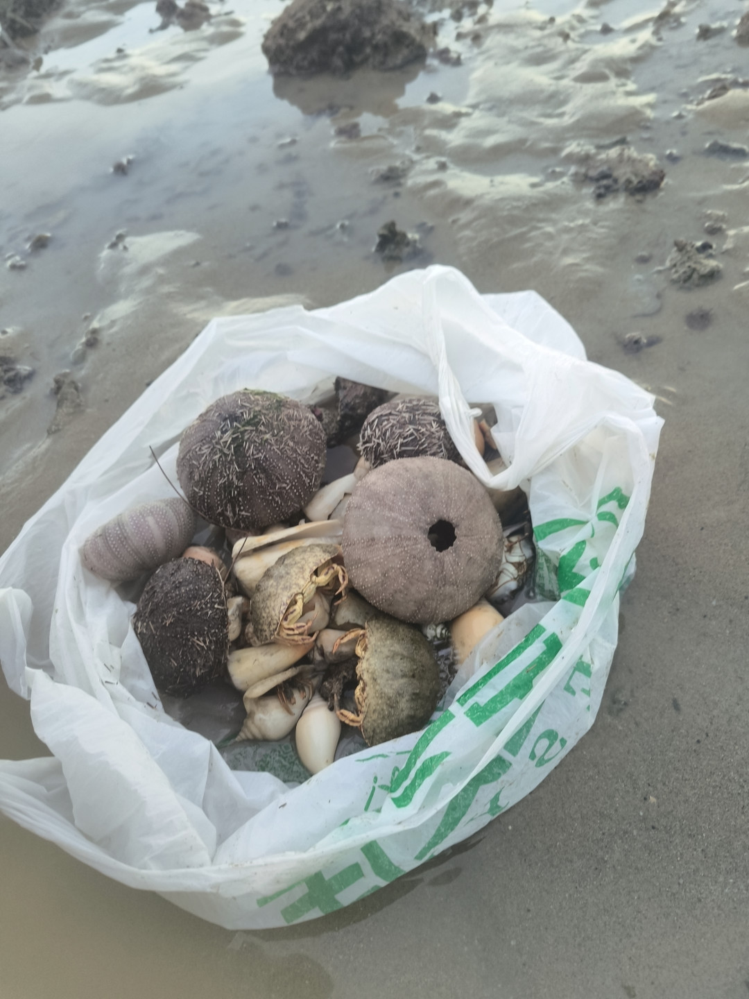 海胆刚上完餐桌,壳就被抢着