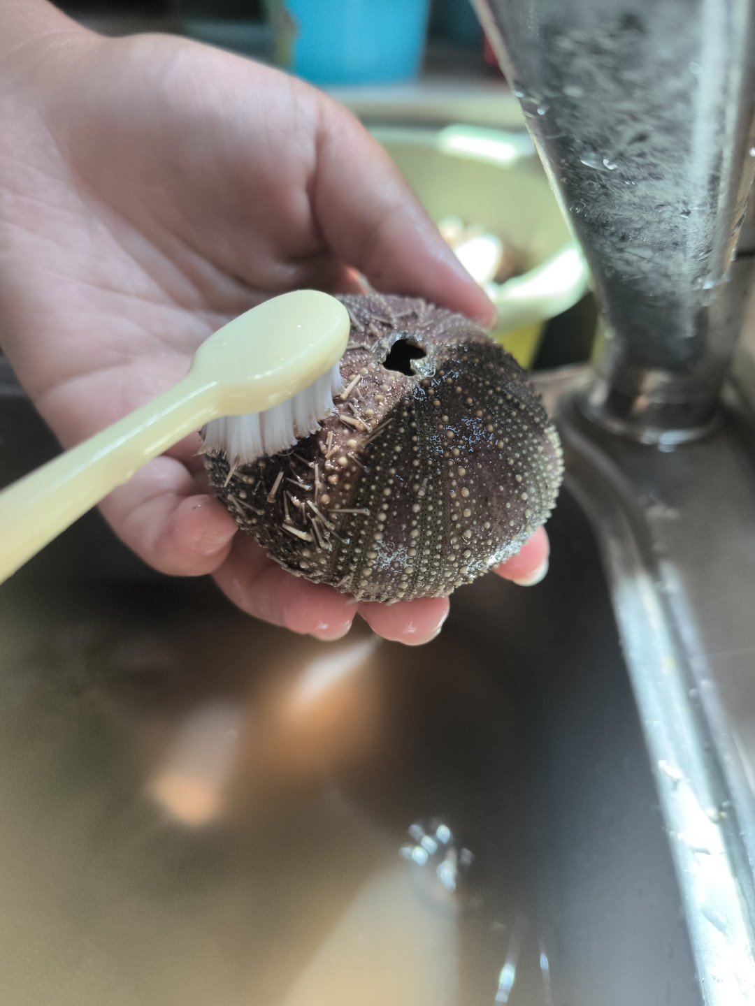 海胆刚上完餐桌,壳就被抢着