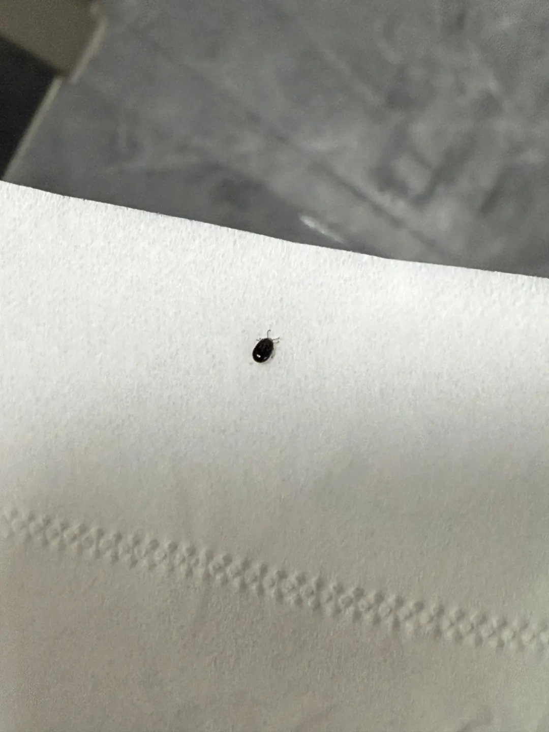 蜱虫病列入乙类后的第一个国庆:秋天不撤蜱虫,先把驱蚊液换掉,再把拔虫方法改掉