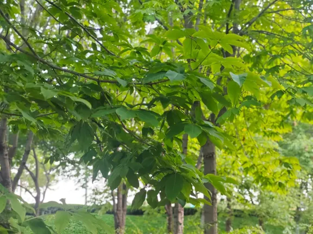 被《意林》小作文骗了二十年,这周照进现实:欧洲