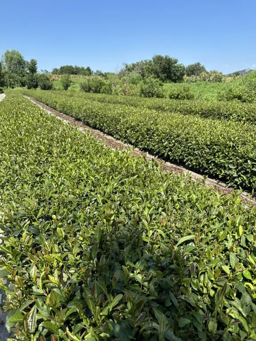 白露刚过,