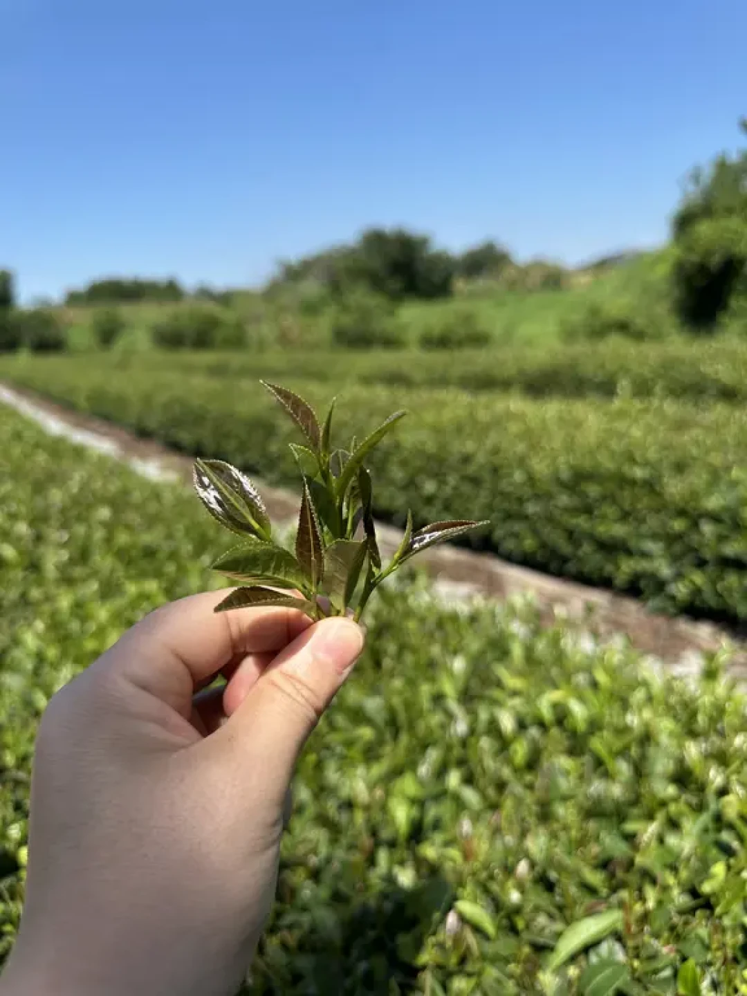 白露刚过,