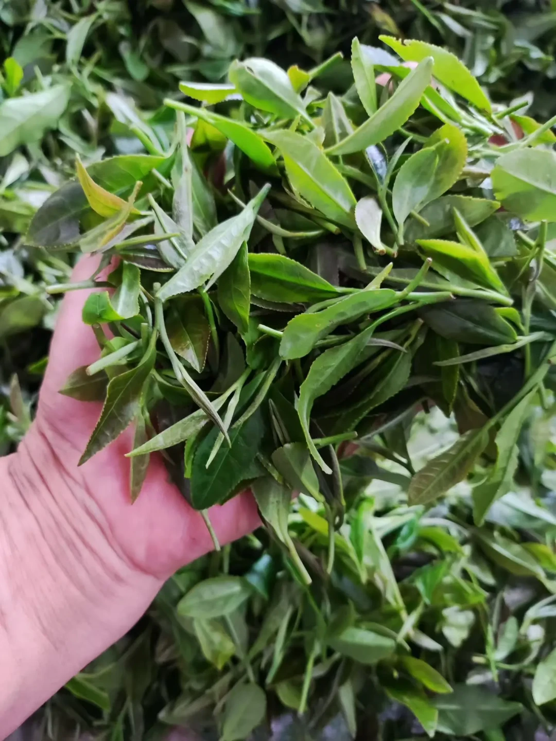 白露刚过,