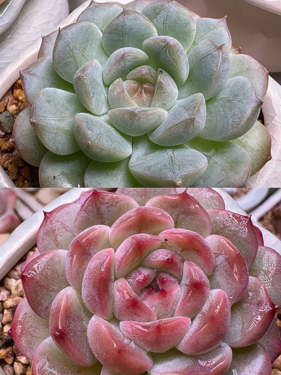秋分一过,“补光灯是不是智商税”又开始集中刷屏:翻完那栋436层评论的对线帖、“台灯就够了”实测党和月电费360元的草莓房,我把哪几盆该照、哪种灯能平替、一个冬天烧多少钱理清了