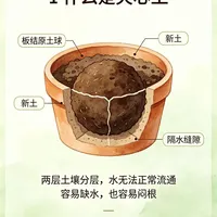 从3月「换盆只填土」到9月「夹心土」：翻完配土通论的跨平台刷屏、评论区273条方案和10元20斤土爆料，我把供暖前的换盆截止线和三条配土路线理清了