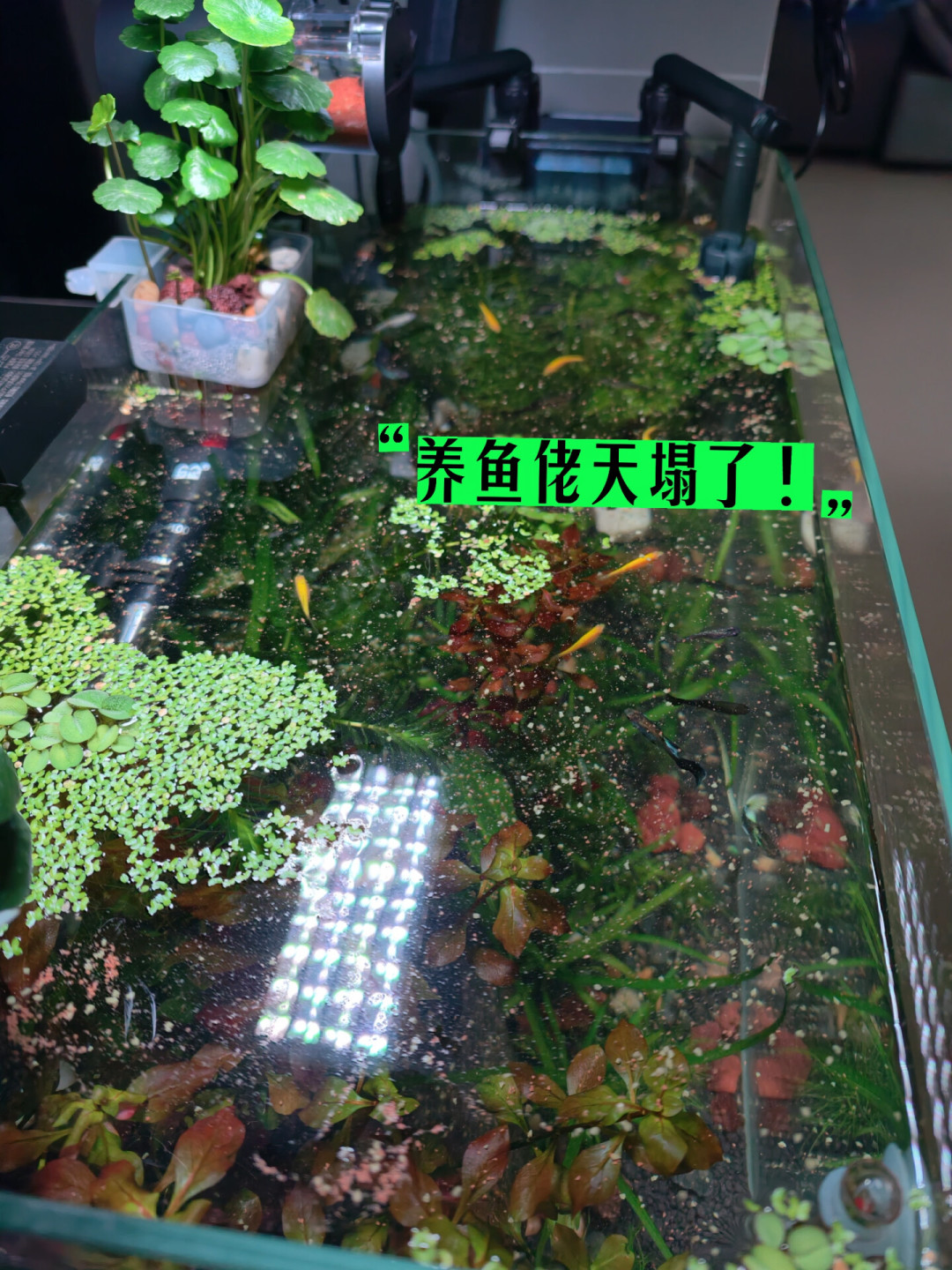 中秋国庆前后脚,鱼缸要独自留守10天:把它交给喂食器之前,先把全网翻车账看一遍