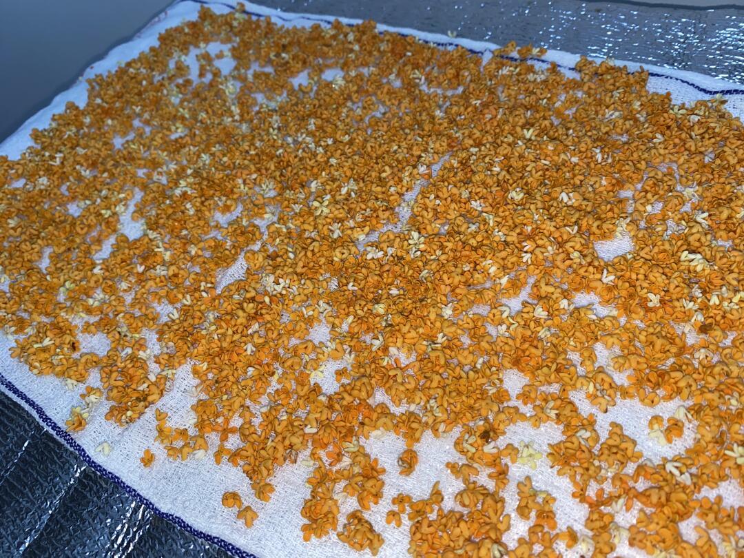 在家做桂花拿铁,为什么总差一口气?差的不是比例,是两层香气