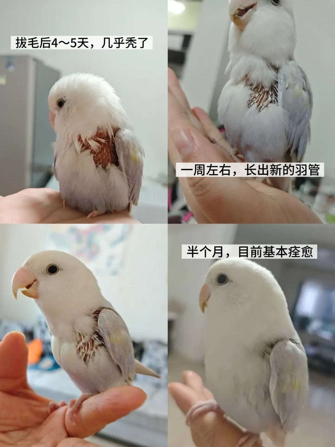 188元挂单都标着
