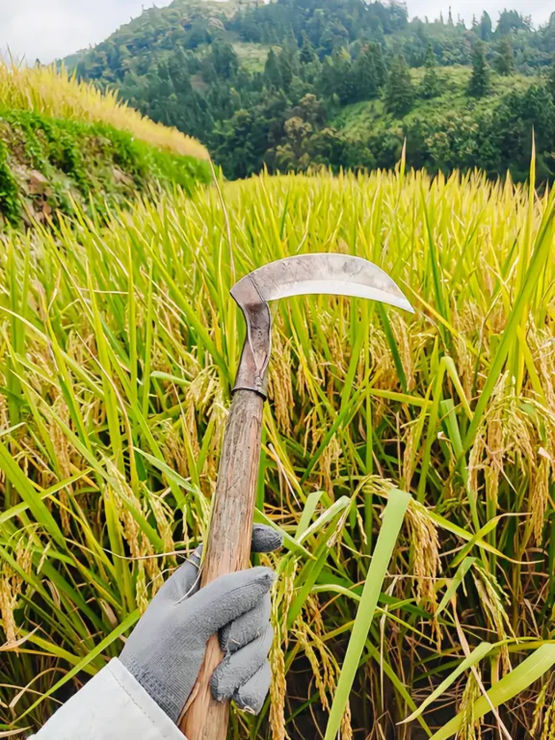 货架上三拨