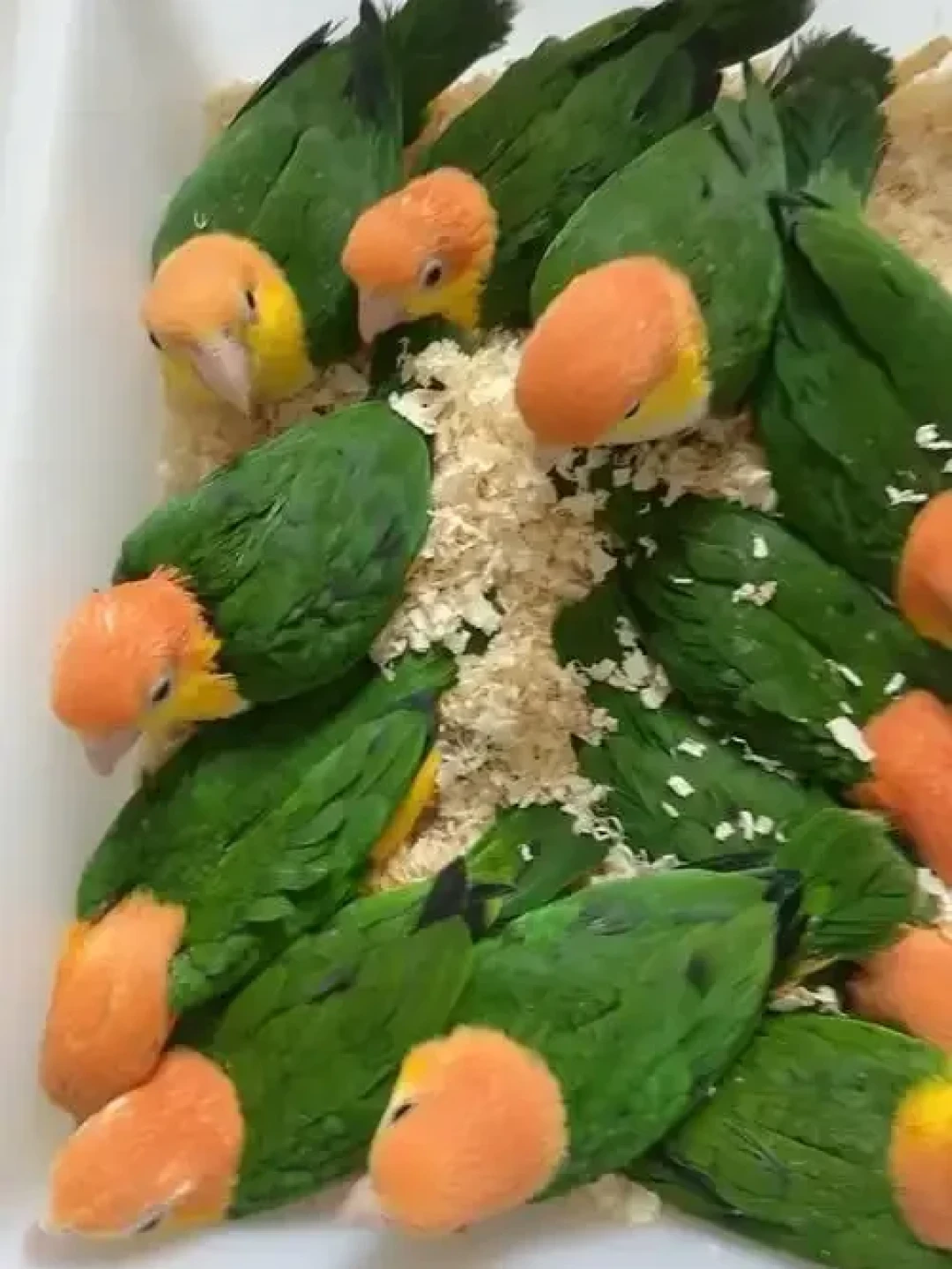 买鸟先买