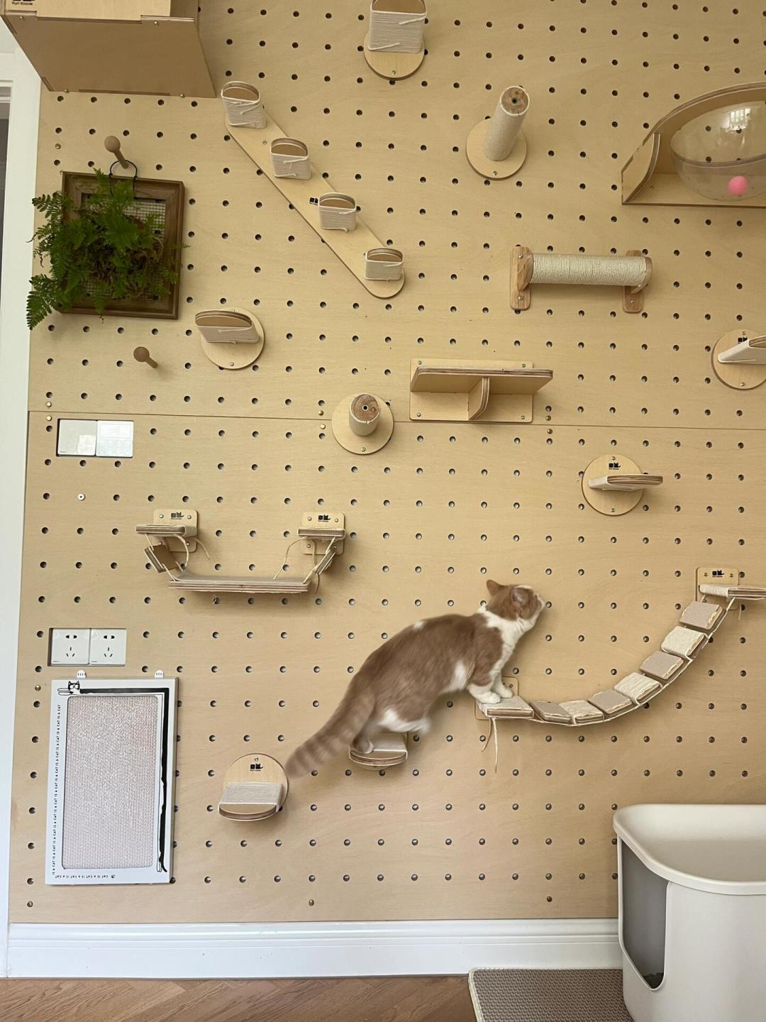 猫墙和绿植墙共用一面墙,越存越容易踩坑:你最想挂的绿萝龟背竹,正好在猫有毒名单上,融合猫墙先过品种、动线、承重三道关