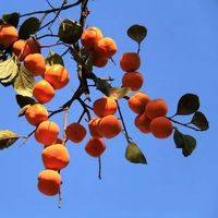 今年的第一批柿子已经上街了，但我劝你别急着整箱囤：舌头麻的那口多半是品种没买对，中秋前把"涩从哪来、石头从哪来"一次说清