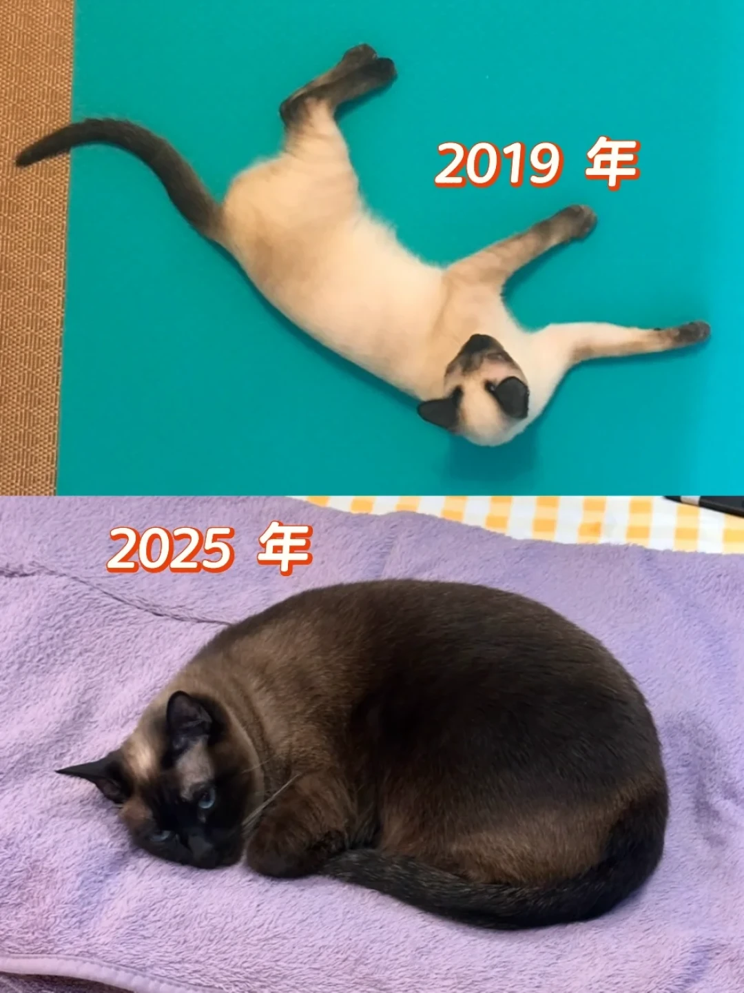 暹罗猫“糊了”刷屏的季节,先看懂这身黑再决定养不养:对完两平台约70条变黑帖,白回来的三个土办法全没用