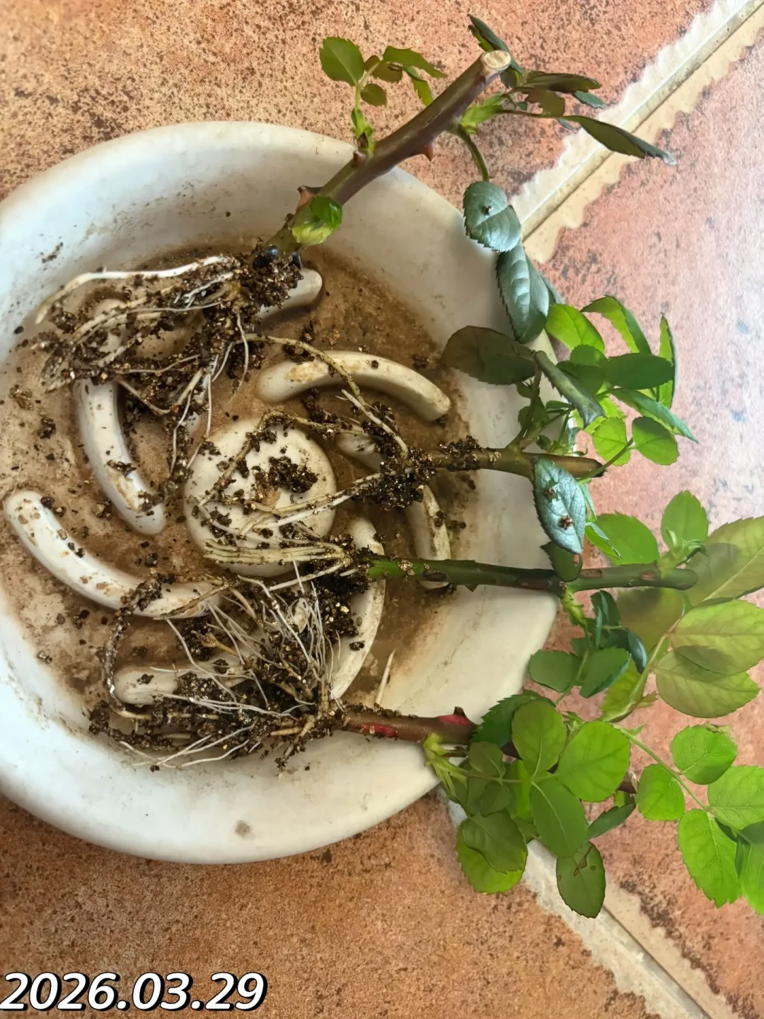 万赞帖说秋天插啥活啥，九月评论区却全是黑杆：窗口按夜温数、品种按梯队分、生根粉先看过对照实验