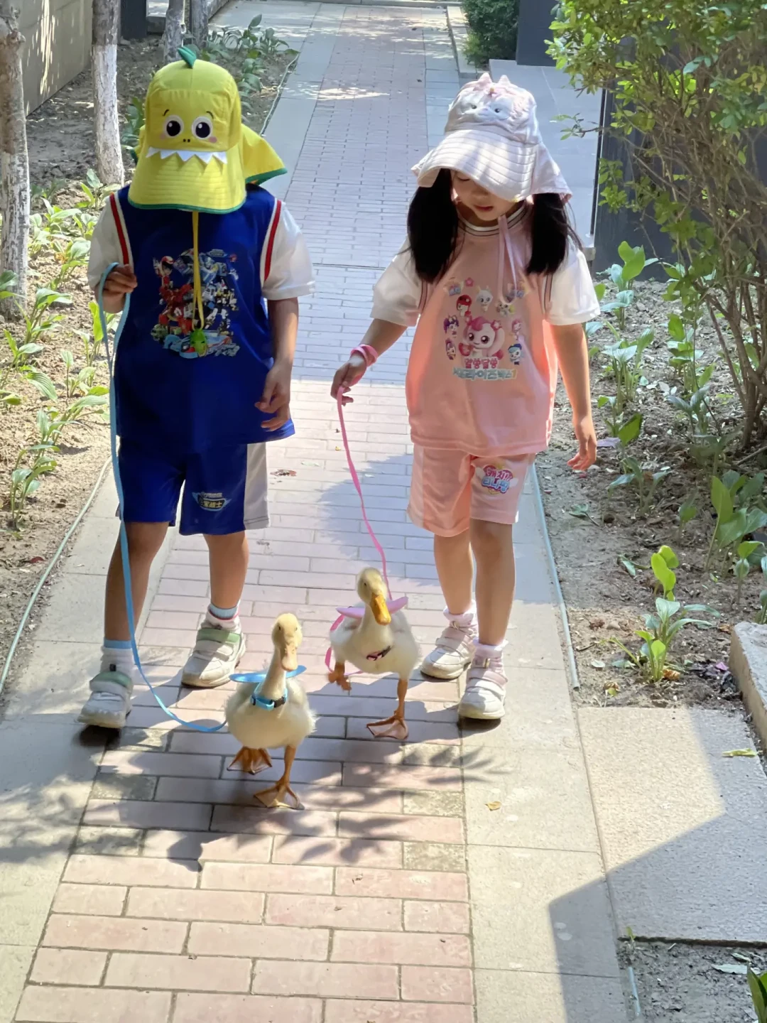 秋风一舒服,楼房柯尔鸭都想出门了:屎兜、牵引绳、飞羽,三道关按顺序过完再谈“遛鸭”