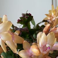 长寿花、蟹爪兰催花，靠的不是肥，是一整夜完整的黑：闷袋出黑斑、深夜开盏灯、白露后下剪，三件都在白忙