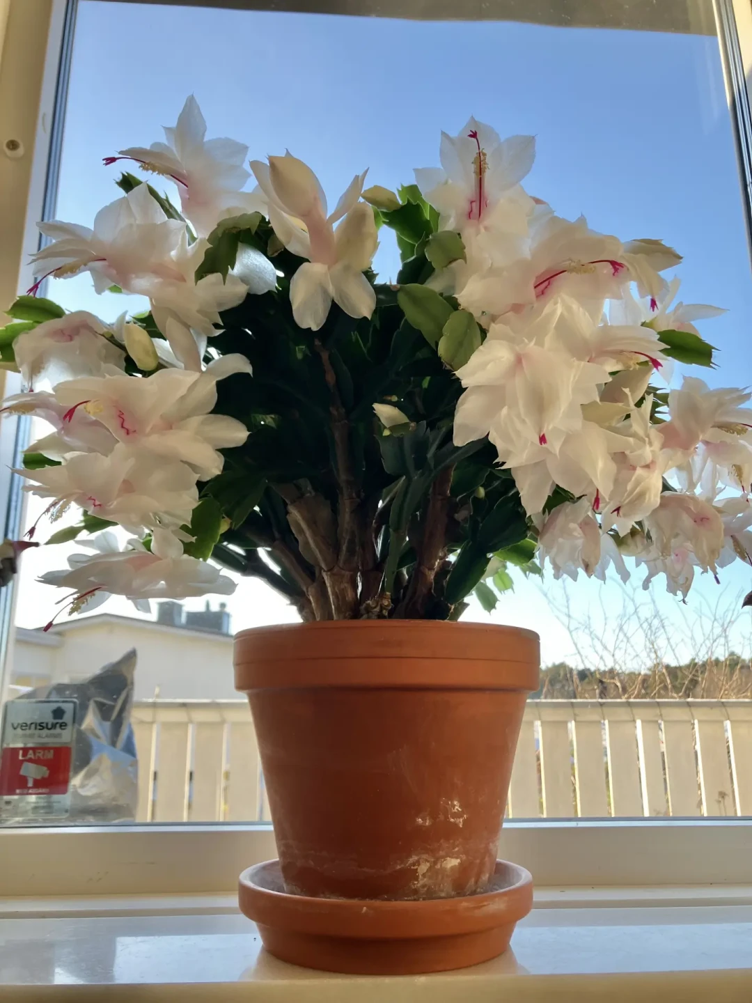 长寿花、蟹爪兰催花,靠的不是肥,是一整夜完整的黑:闷袋出黑斑、深夜开盏灯、白露后下剪,三件都在白忙