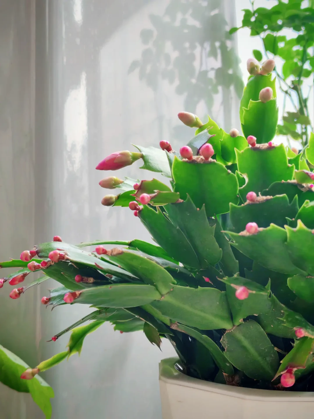 长寿花、蟹爪兰催花,靠的不是肥,是一整夜完整的黑:闷袋出黑斑、深夜开盏灯、白露后下剪,三件都在白忙