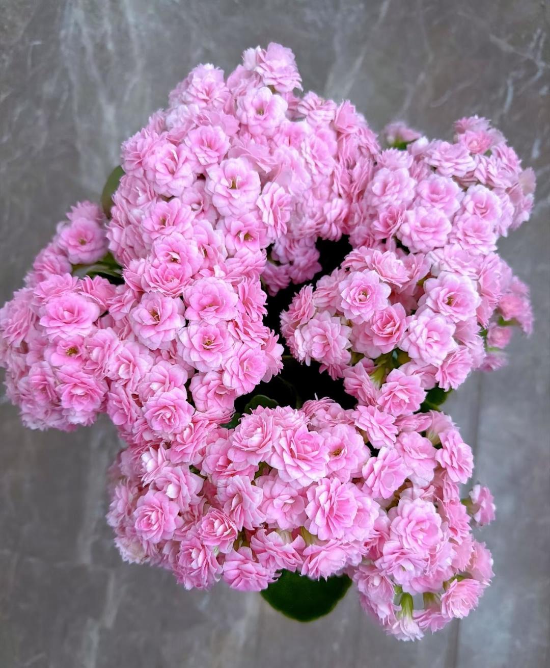 长寿花、蟹爪兰催花,靠的不是肥,是一整夜完整的黑:闷袋出黑斑、深夜开盏灯、白露后下剪,三件都在白忙