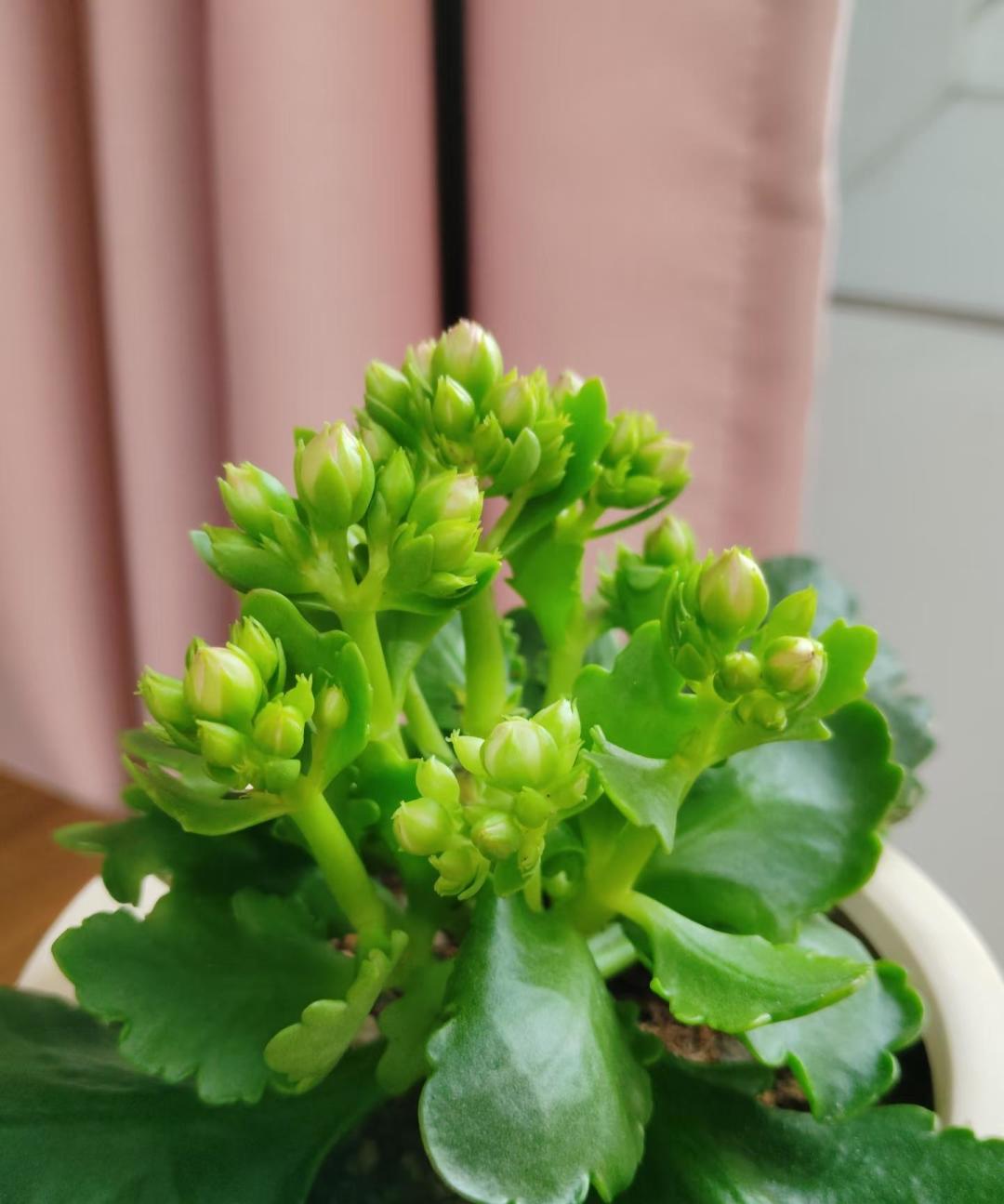 长寿花、蟹爪兰催花,靠的不是肥,是一整夜完整的黑:闷袋出黑斑、深夜开盏灯、白露后下剪,三件都在白忙