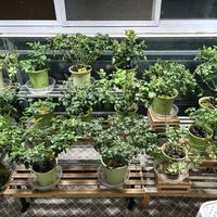 距离国庆还有13天：赶着给月季催国庆花的，已经有人后悔了——今年秋剪窗口，按城市裂开了