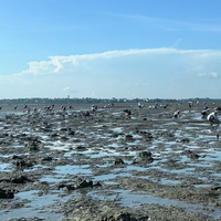 9天4起赶海救援，没一起是“海鲜咬的”：把新手困在滩涂的是回潮、淤泥和洞洞鞋