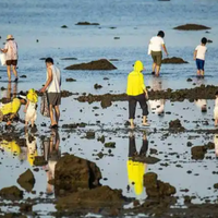 北海叫停、深圳劝离、"188元深度赶海"用的竟是非法网具——假期下滩前，先把规则手册换成新版