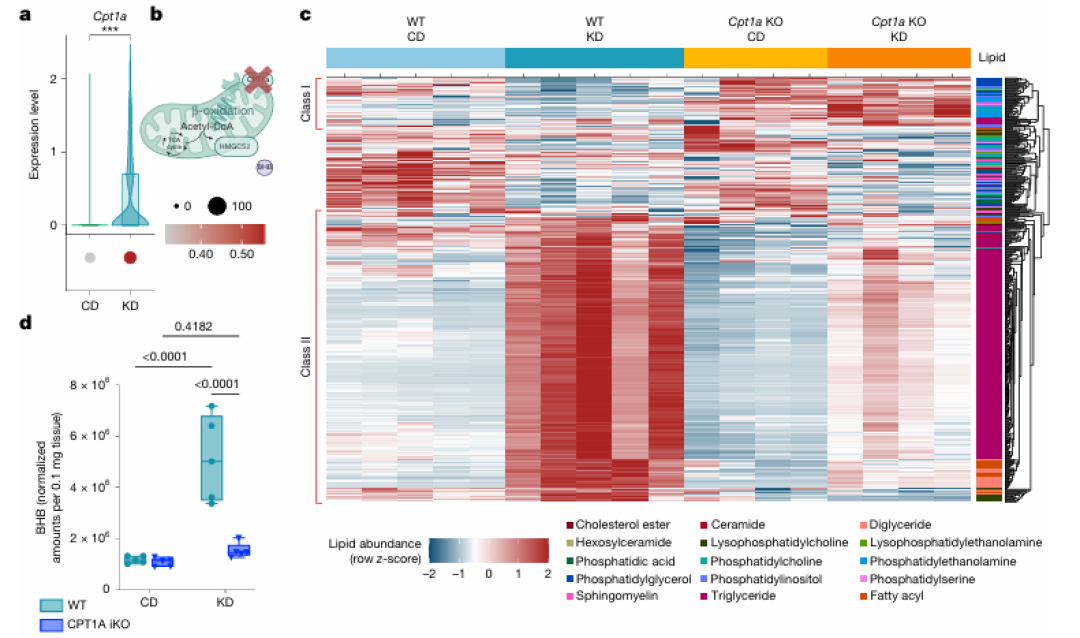 Nature判「生酮致癌」,Cell子刊夸它「消脂第一」:拉扯生酮党两个月的两篇顶刊,被告席上站的根本不是酮体