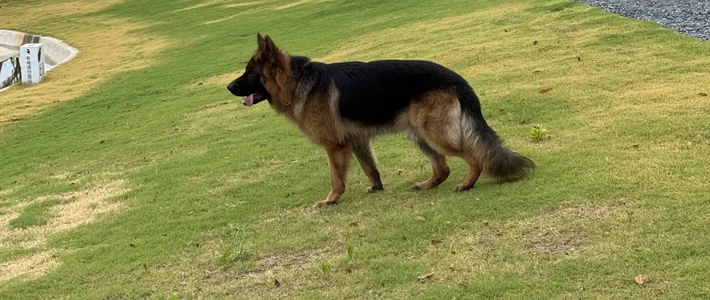 仁寿犬主已被刑拘，