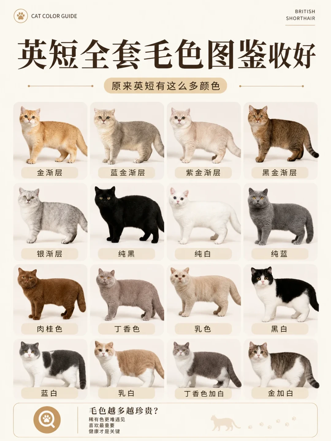 蓝金从188到一万八：英短渐层的