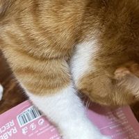 2026年猫咪主食冻干和生骨肉哪个更好？这篇讲透别再喂错了