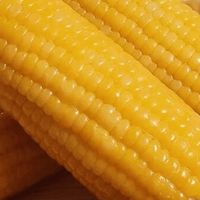 玉米热量差异取决于品种类型