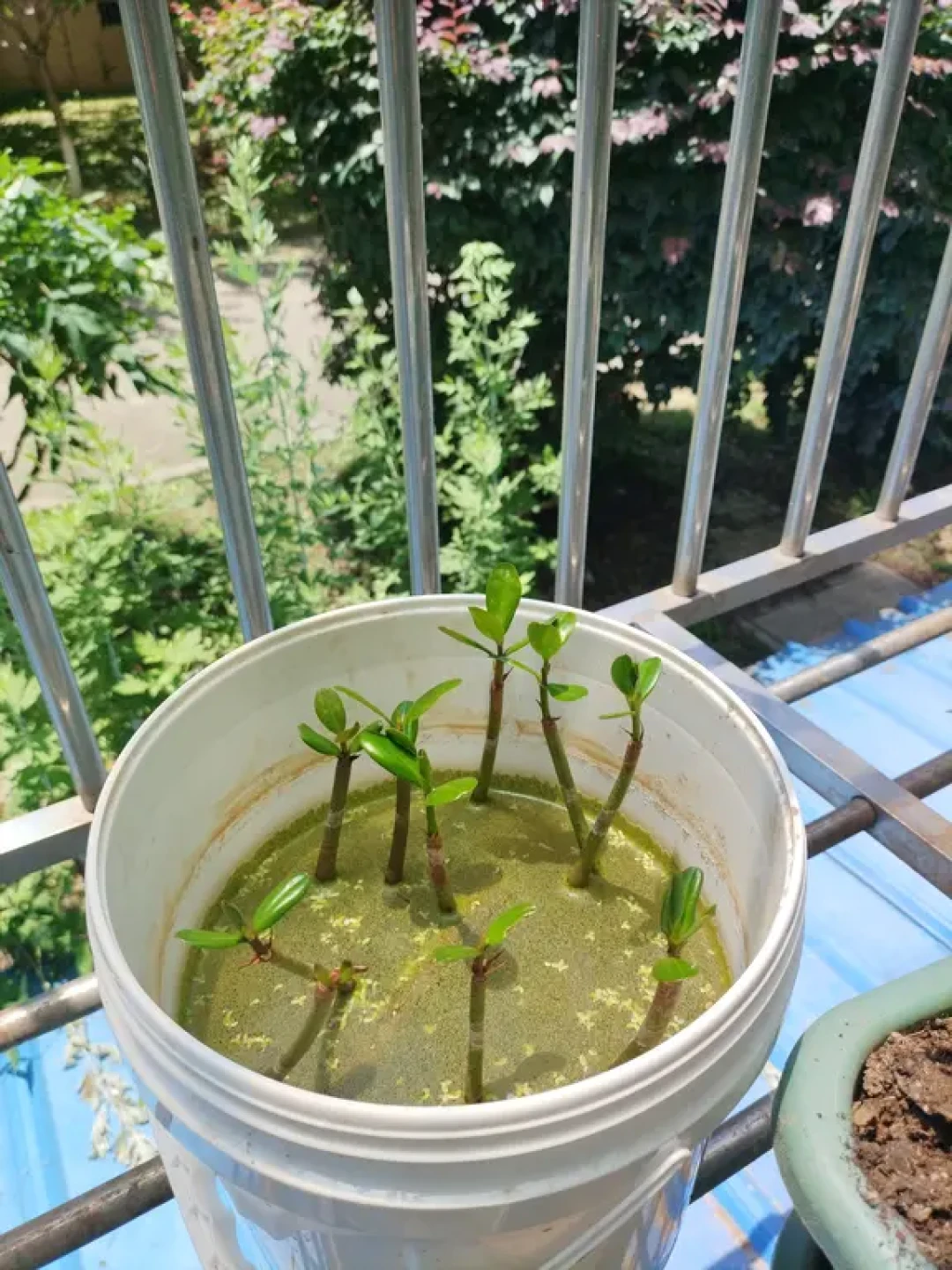 140万播放的红树林缸爆了,
