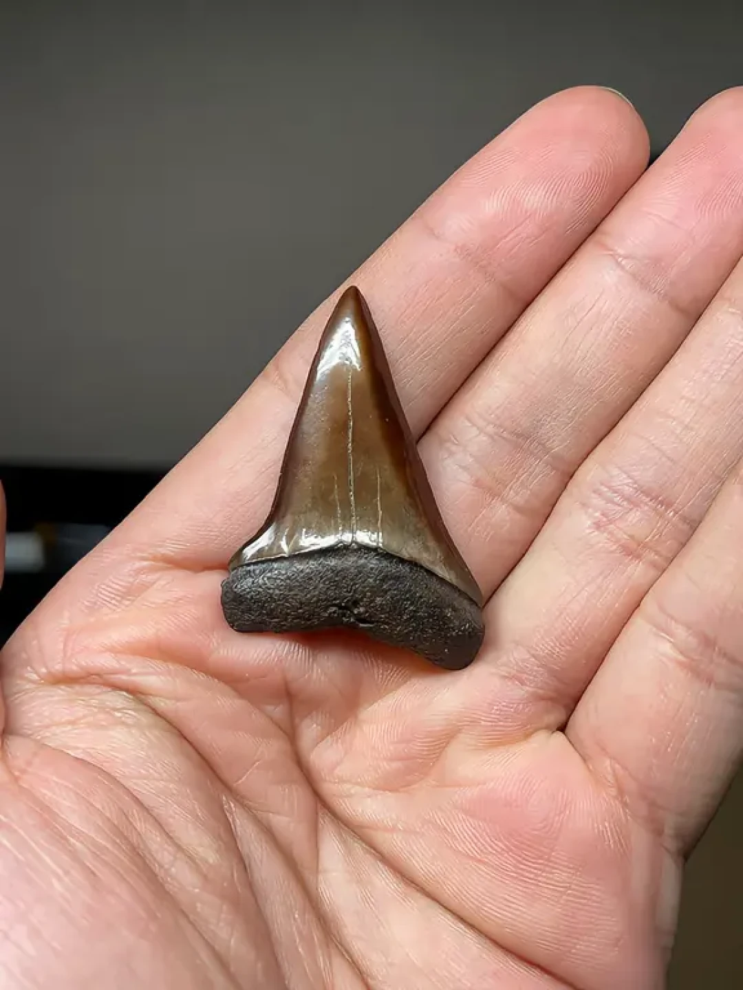 闲鱼突然一刀切下架化石,20万浏览争的“巨齿鲨牙能不能带回国”有了真答案:入门牙29元起、500元“巨齿鲨”是泥巴块——掏第一颗牙的钱前,先过三档价、四张假脸、两条红线