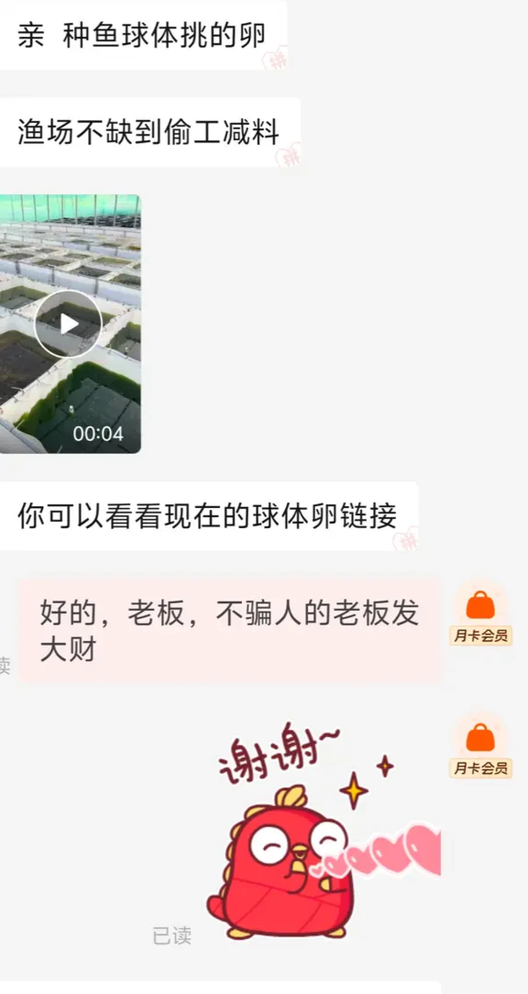 2块一条、30块一百粒卵:9月的观背青鳉“放水季”,这些便宜鱼哪里能捡、哪里是坑