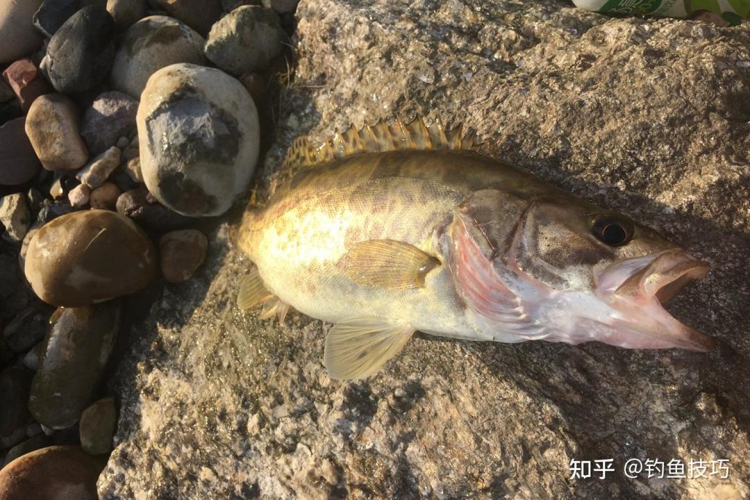 都在喊“秋鳜来了”,你钓的却全是打火机:对完这周五地战报,鳜鱼开口秋天分两场
