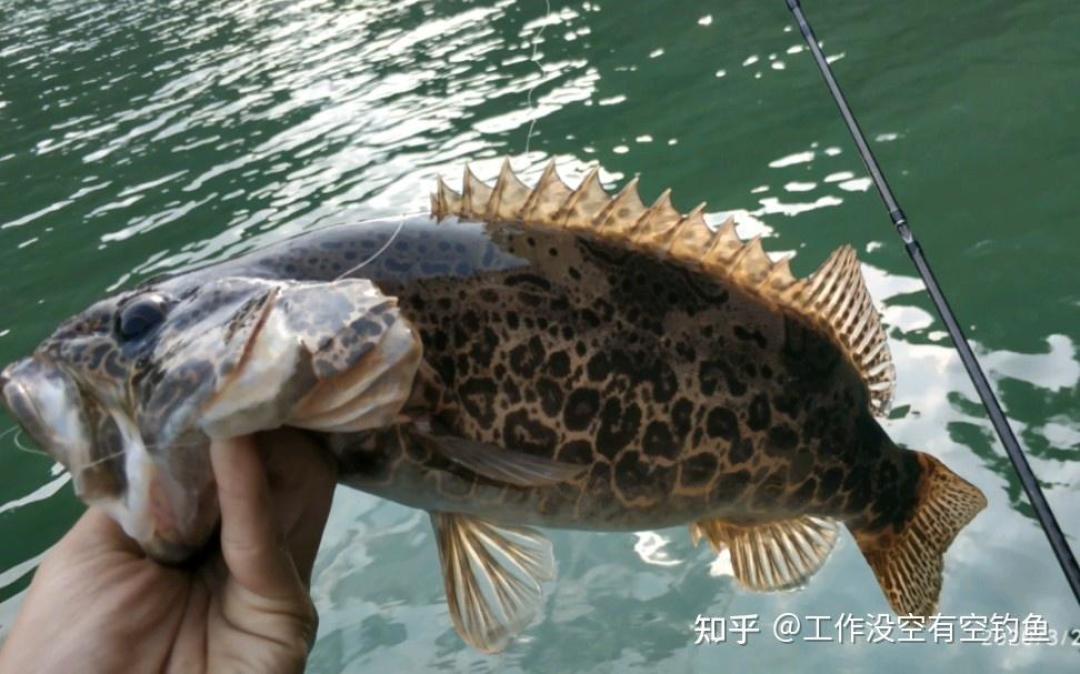 都在喊“秋鳜来了”,你钓的却全是打火机:对完这周五地战报,鳜鱼开口秋天分两场